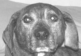 Pet Page